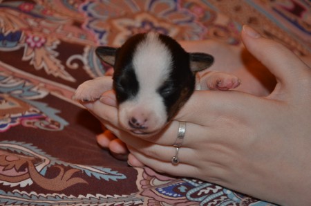 ERAGON als... Clark Gable? Errol Flynn?? Johnny Depp???